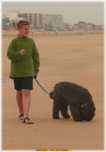 Bouvier des Flandres Association Ô Dis Moi BouBou